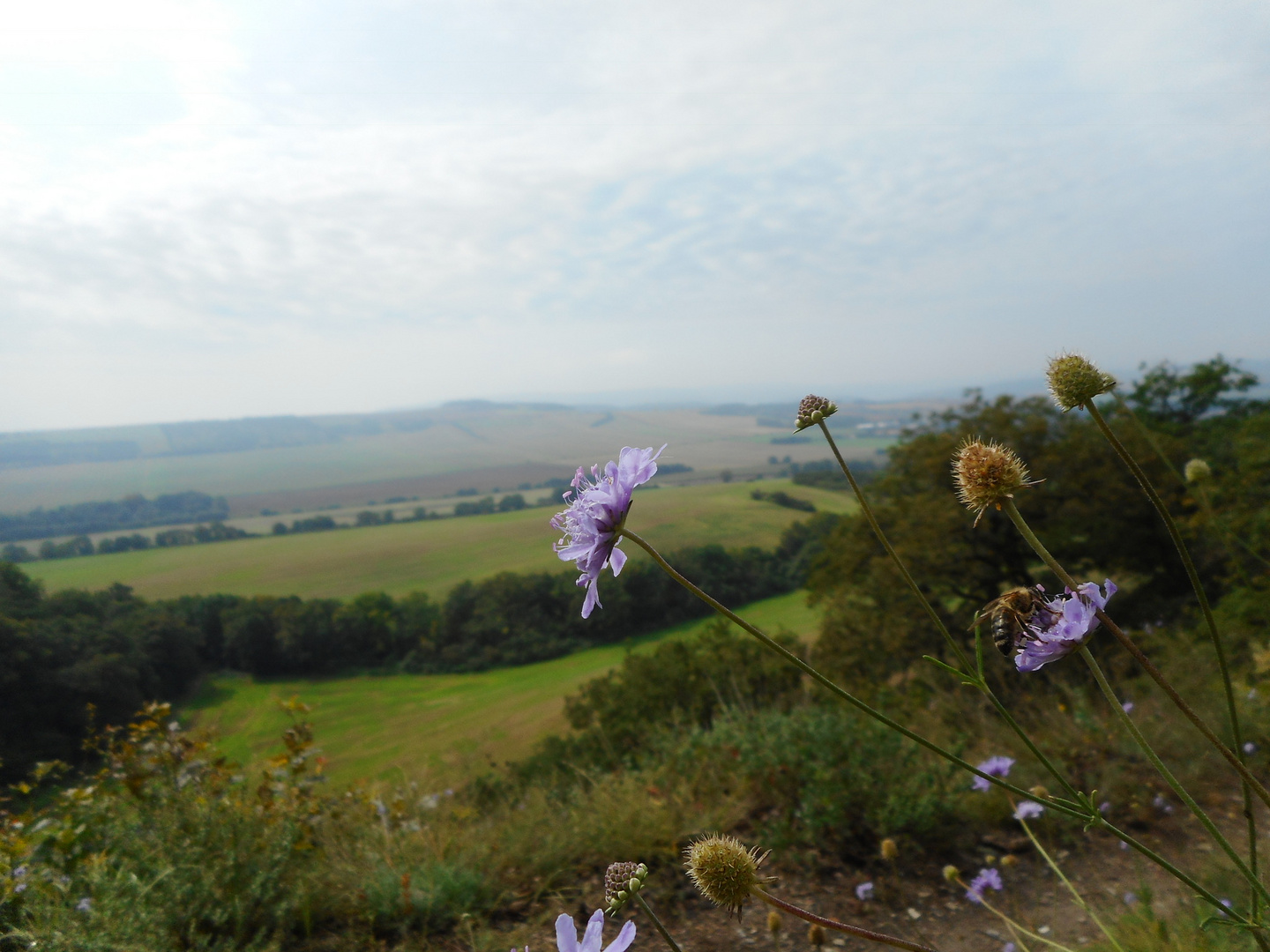 Weitblick mit Blume