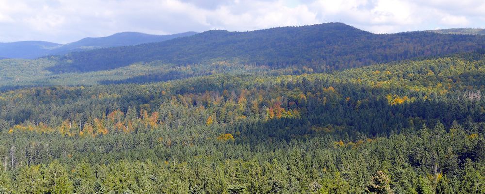 Weitblick mit Wald