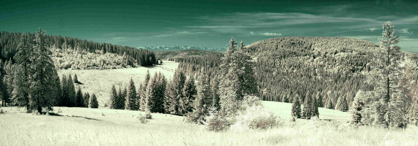 Weitblick - vom Hochschwarzwald zu den Alpen