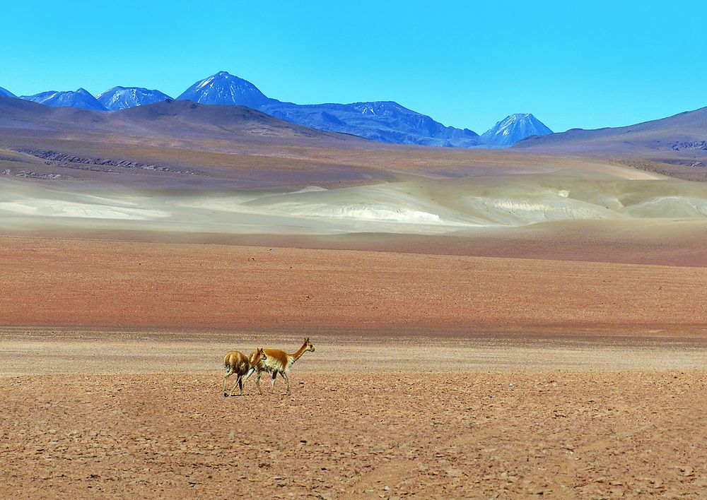 Weite Atacama