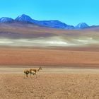 Weite Atacama
