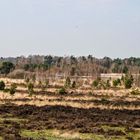 Weite Aussicht im Gildehauser Veen