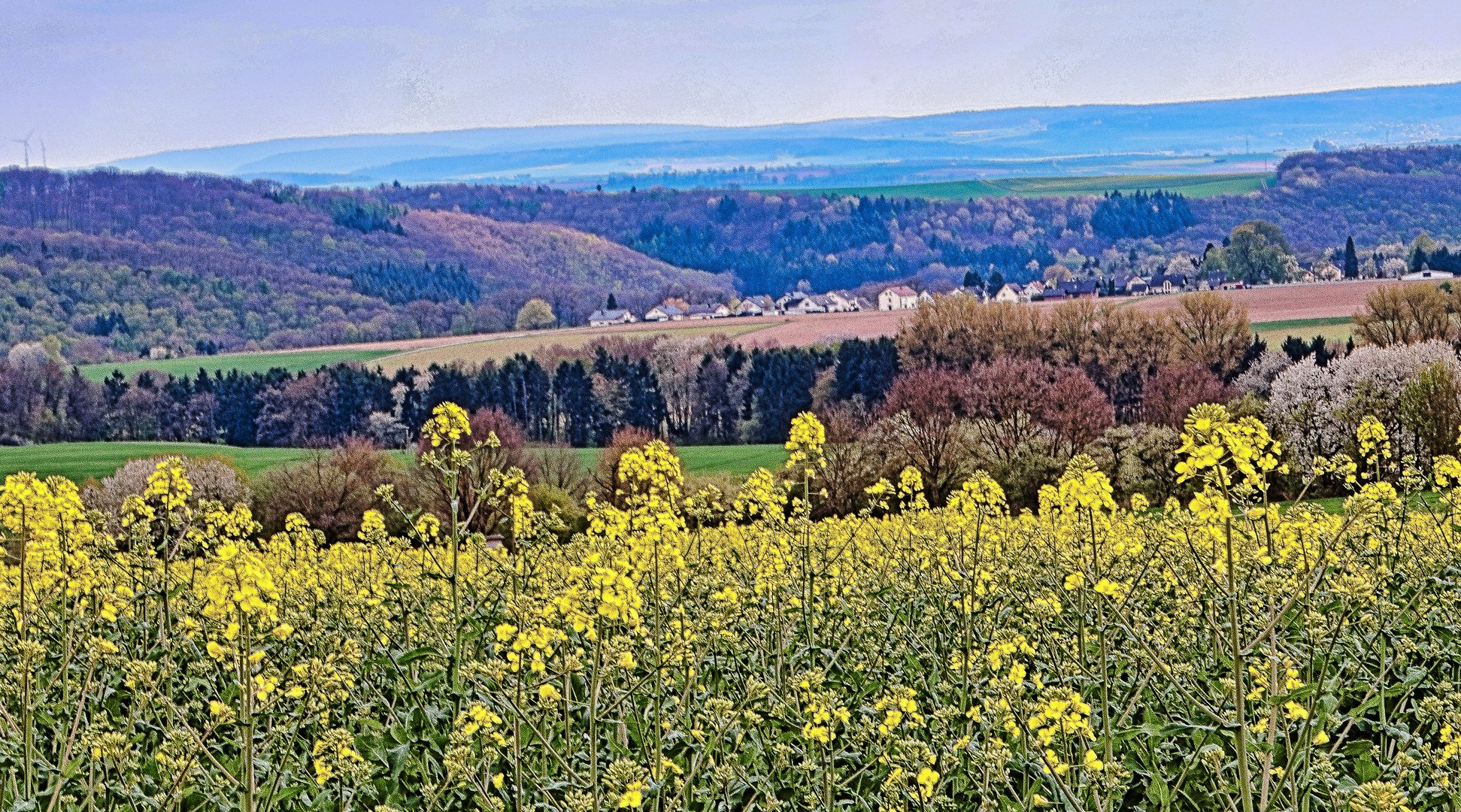 Weite - Durchblick durch den Raps