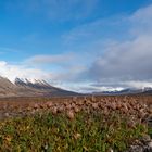 Weite Landschaft, Tundra Spitzbergen
