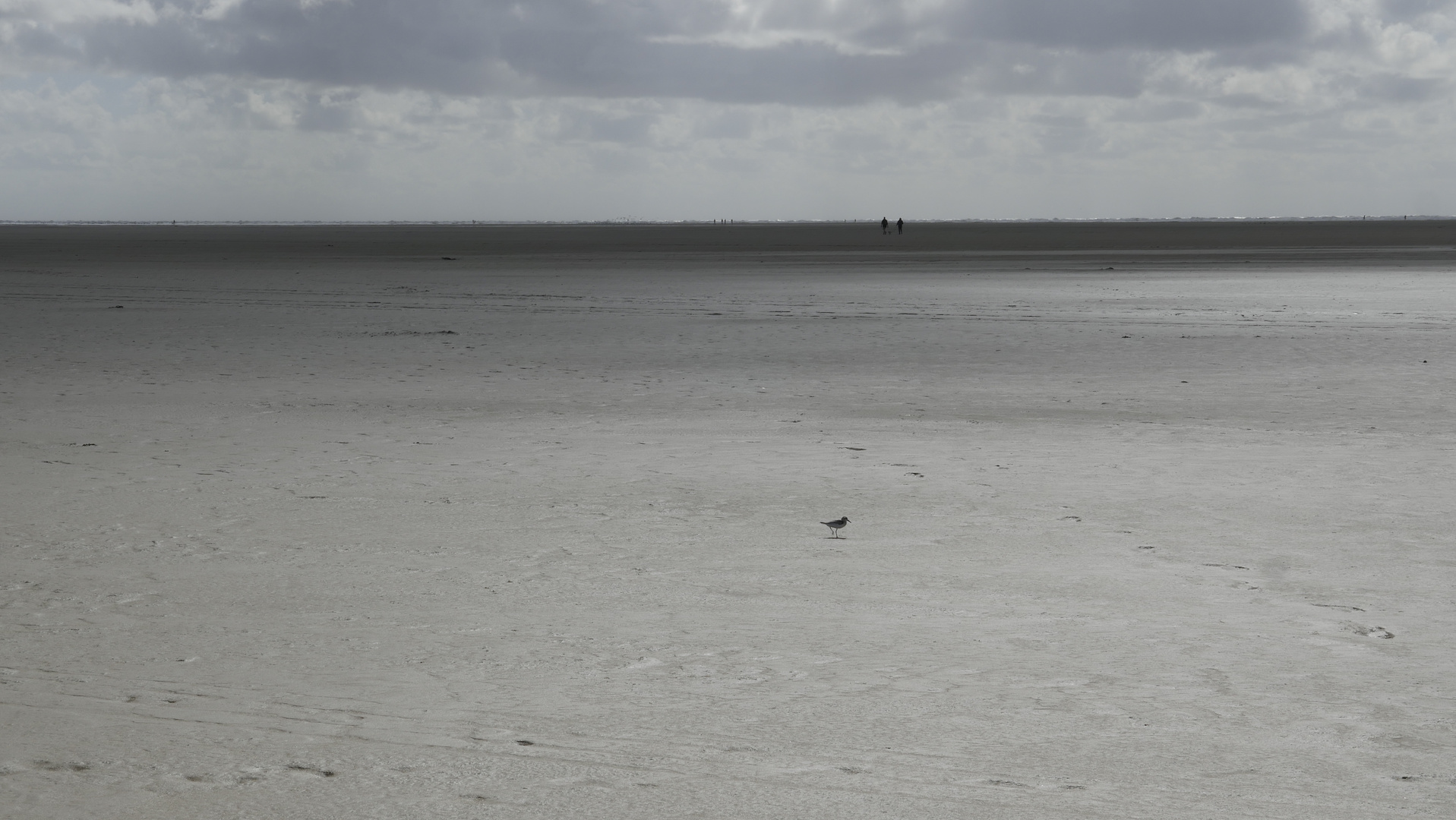 Weite mit Strandläufer