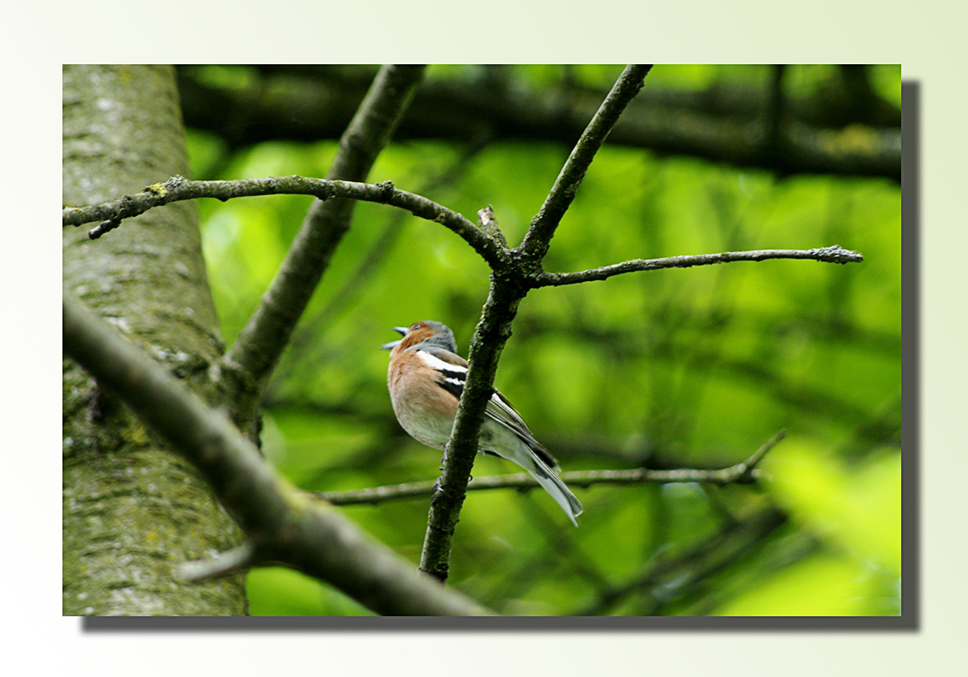 ...weiter an den Waldrand - Buchfink