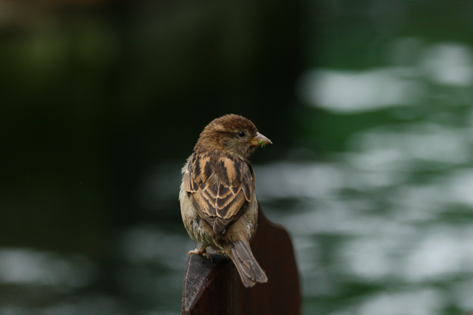 Weiter Blick