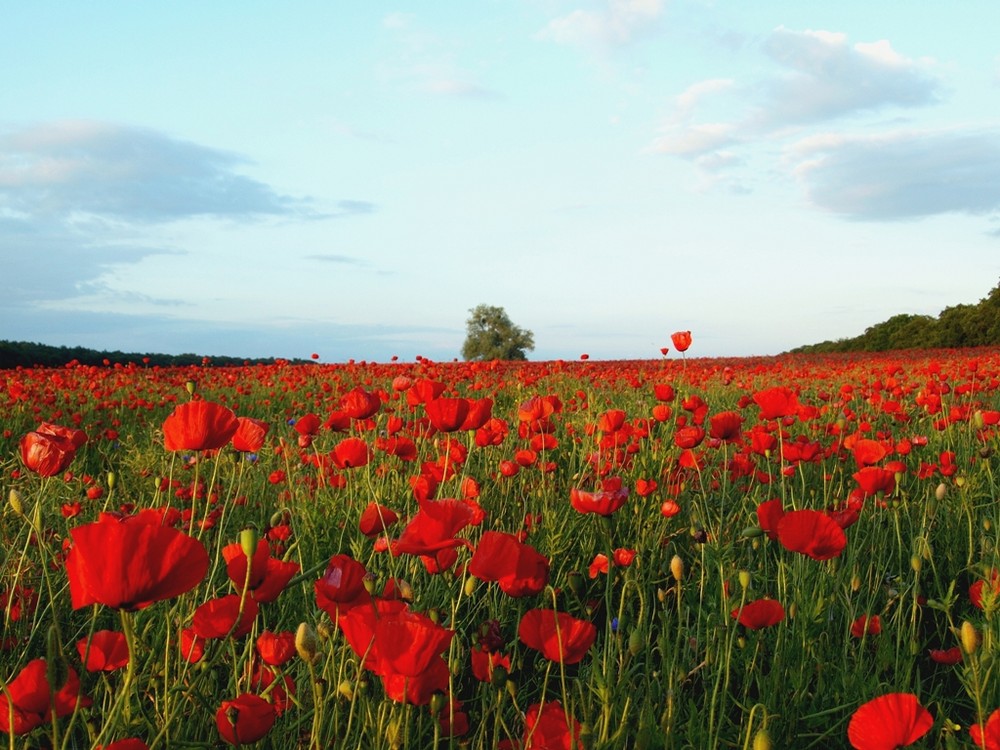 weiter Blick in Rot