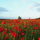 weiter Blick in Rot