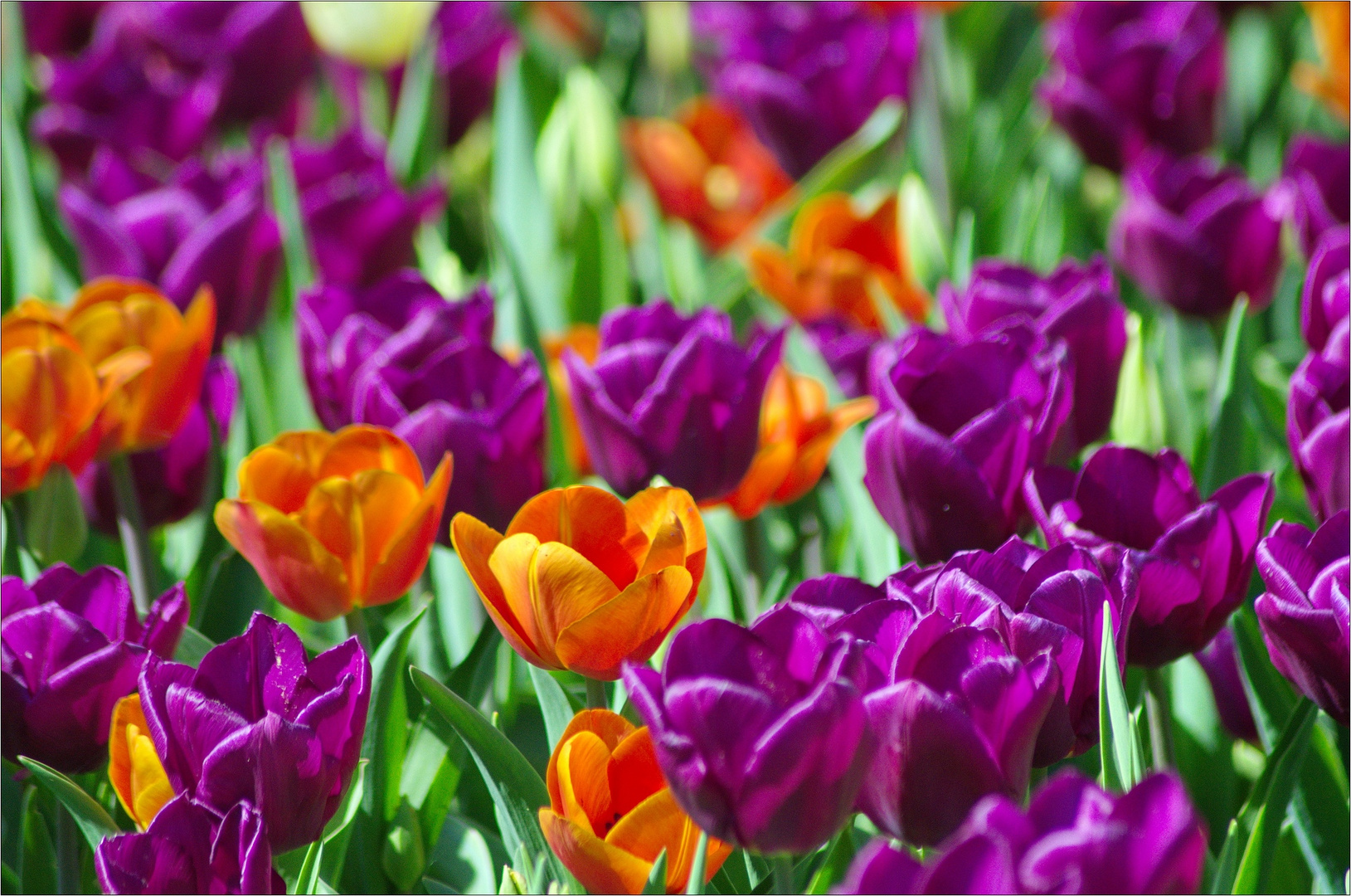 weiter geht die Tulpenmania