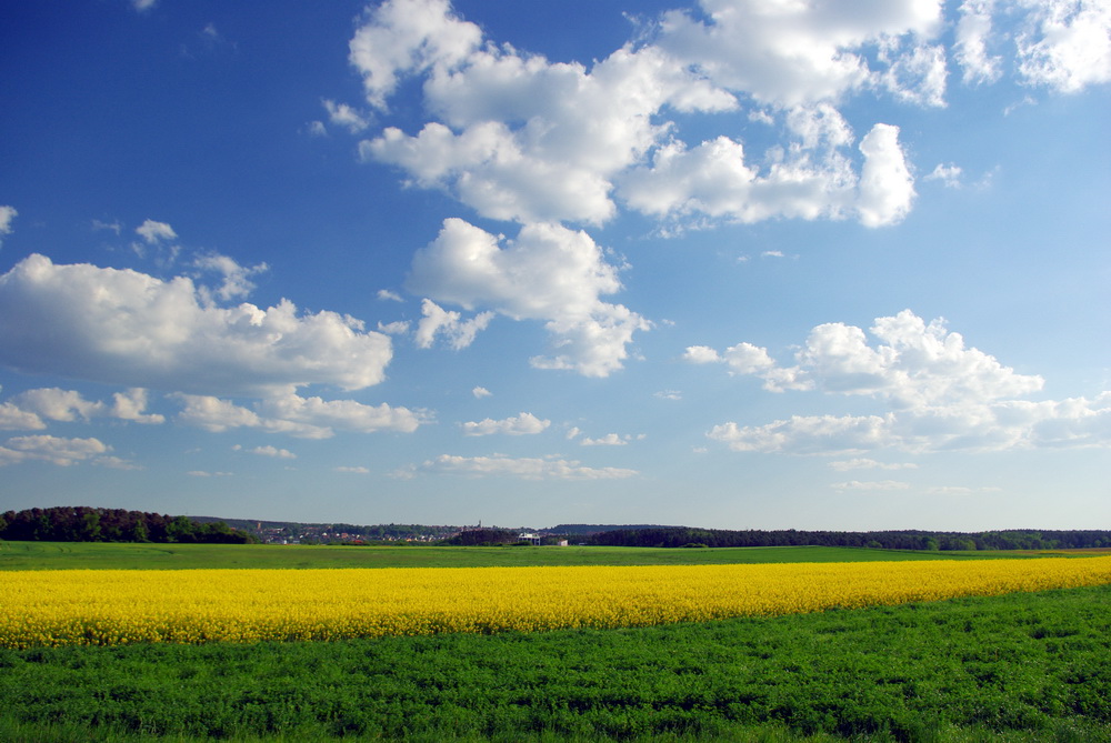 Weiter Himmel mit Rapsfeld