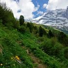 weiter unter säumen noch Dotterblumen den Weg