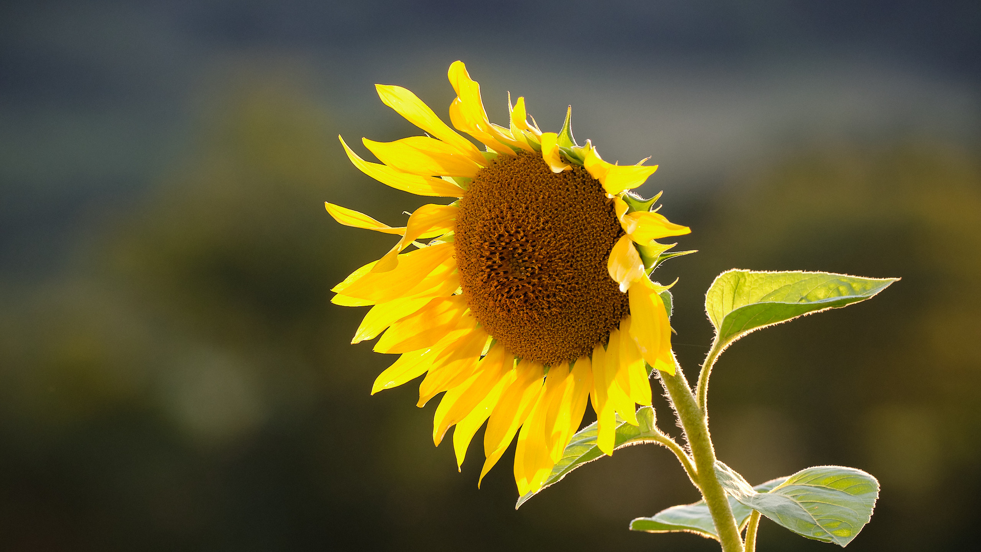 weitere Aussichten: sonnig