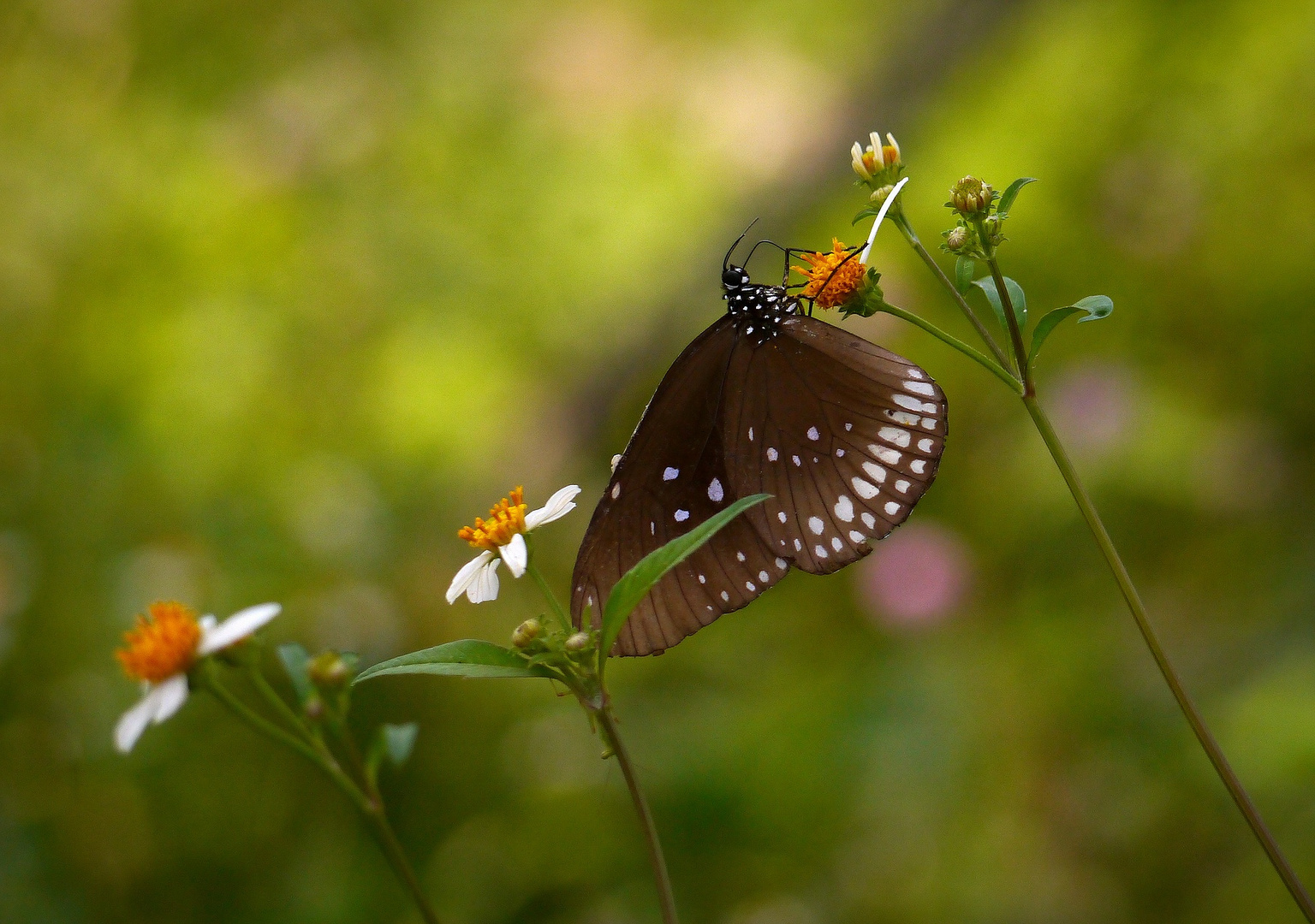 Weitere Begegnung mit einem Schmetterling...