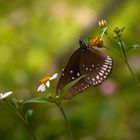 Weitere Begegnung mit einem Schmetterling...