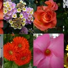 - weitere Blüten-Collage zur  ..