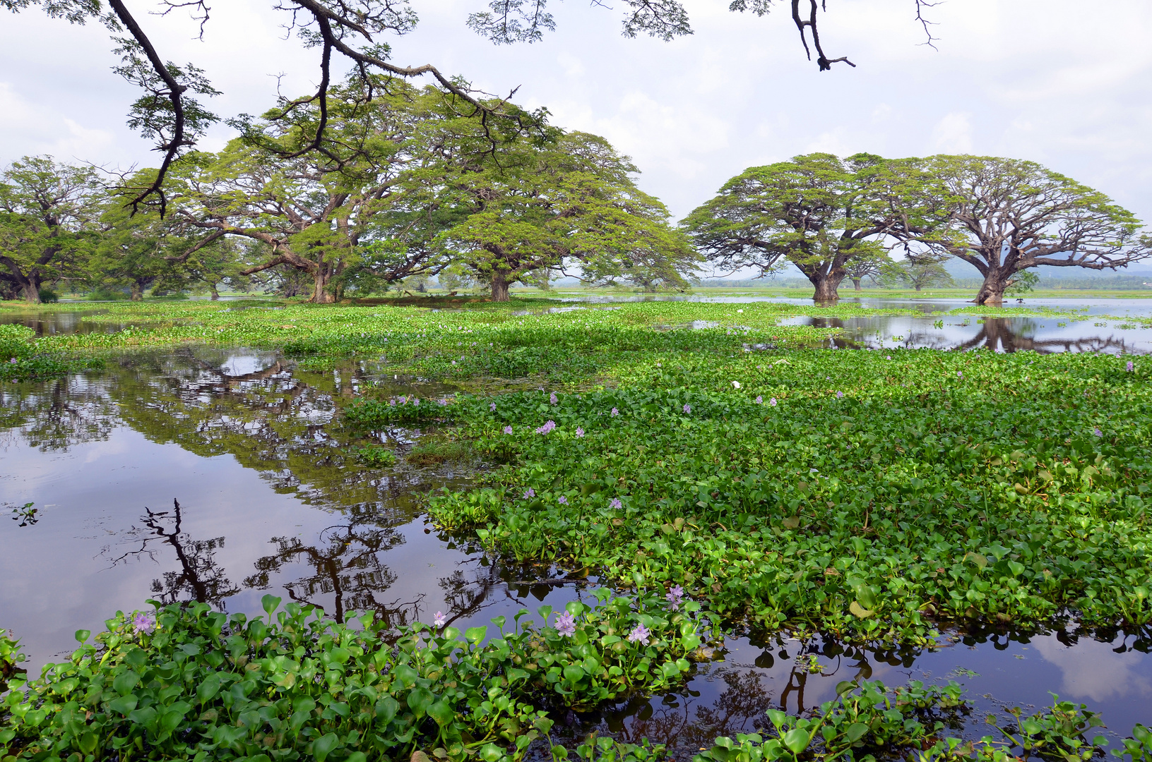 weitere Giganten am Tissa Wewa (Sri Lanka)