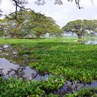 weitere Giganten am Tissa Wewa (Sri Lanka)