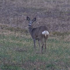 Weitere Rehe mit weißer Zeichnung - 1