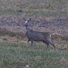 Weitere Rehe mit weißer Zeichnung - 2