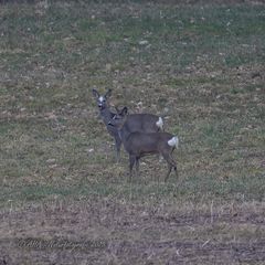 Weitere Rehe mit weißer Zeichnung - 3