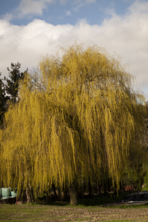 weitere tests mit dem alten fujiobjektiv m42 an canon 40D