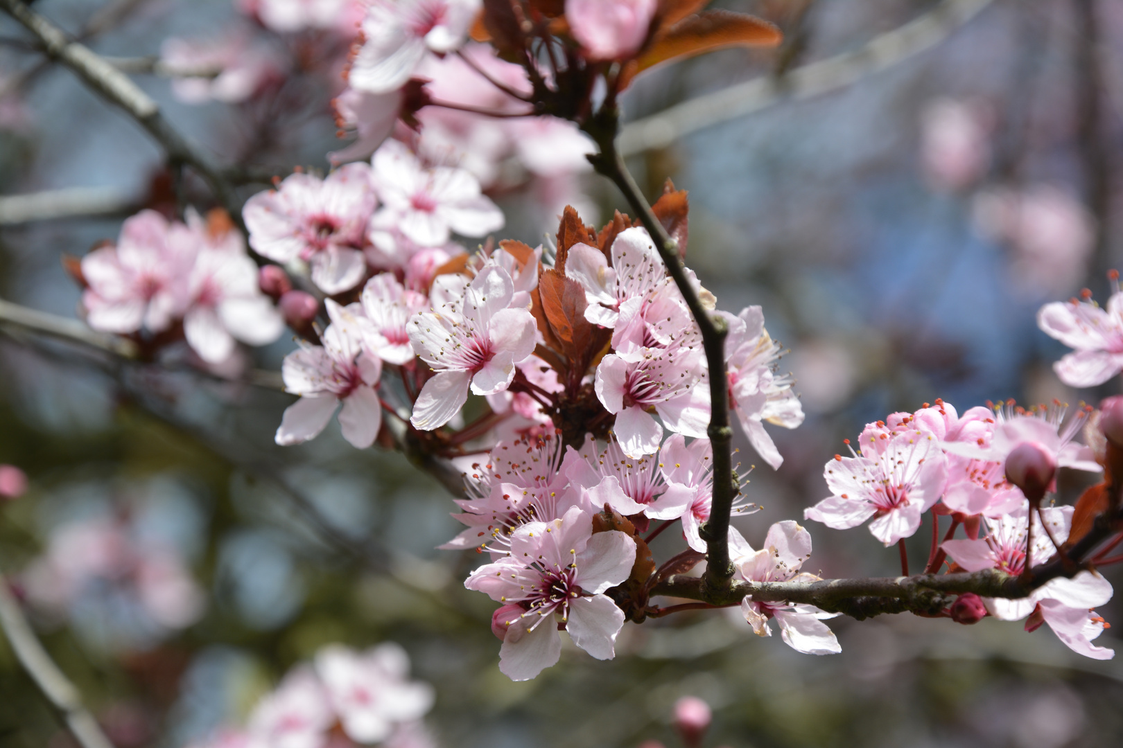 Weiterer Frühlingsgruß