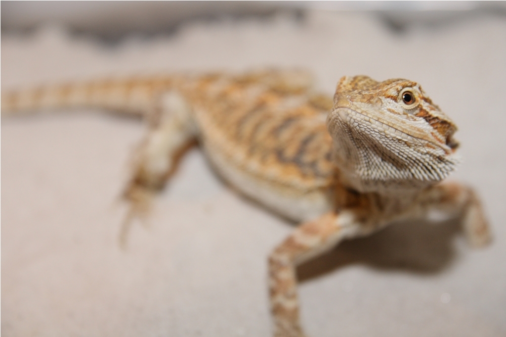 Weiterer neuer Zugang bei Pogona viticeps