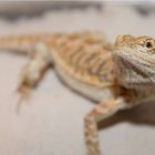 Weiterer neuer Zugang bei Pogona viticeps