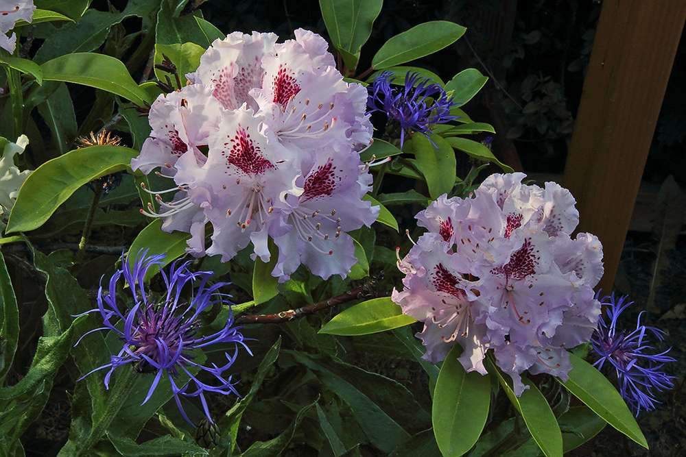 weiterer Rohododendron