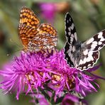 ...weiteres Bild der zwei Schmetterlinge auf den Distel-Blüten...