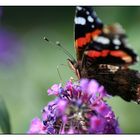 weiteres Blümchen Makro