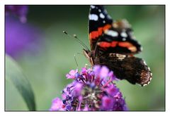 weiteres Blümchen Makro