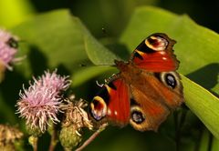 Weiteres vom Schmetterlingstag