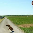 Weiterfahrt nur mit Genehmigung Tower - Malinois, belgischer Schäferhund