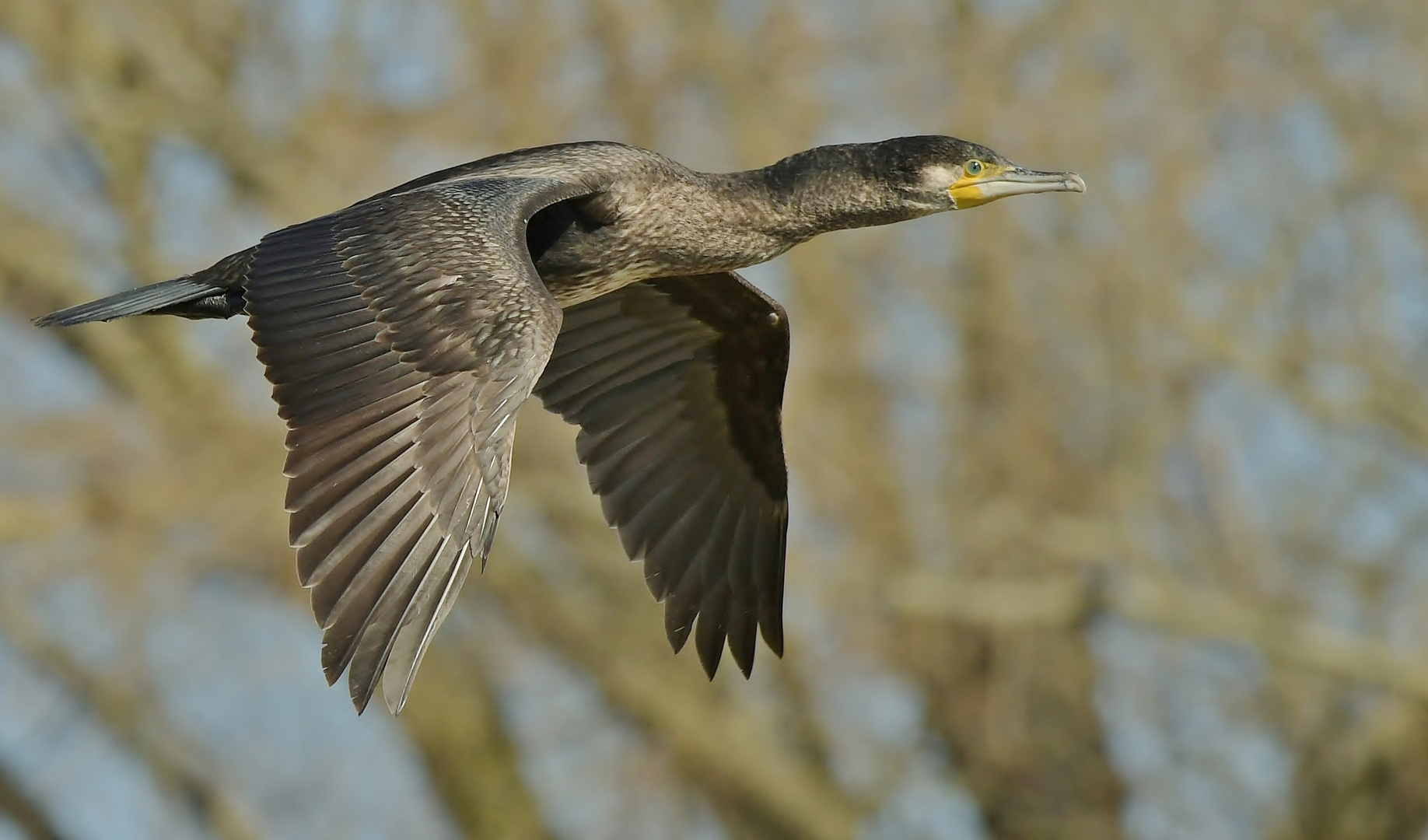 Weiterflug