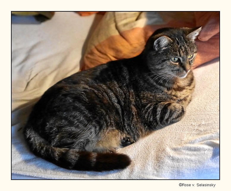 Weiterhin Gute Besserung Miezi Foto Bild Tiere