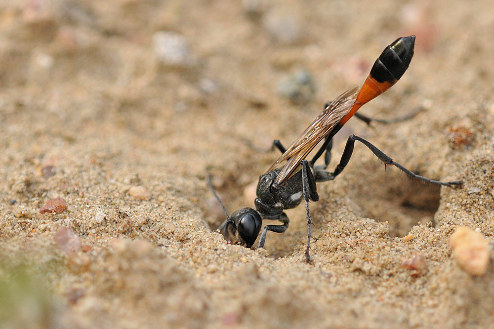 Weiterstadt: Theoretisch gute Bedingungen für Insekten am Schlimmer Graben 05