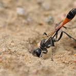 Weiterstadt: Theoretisch gute Bedingungen für Insekten am Schlimmer Graben 05