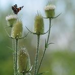 Weiterstadt: Theoretisch gute Bedingungen für Insekten am Schlimmer Graben 08