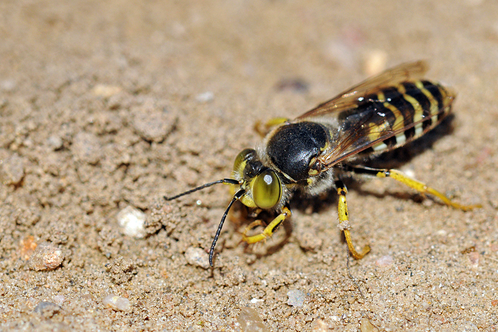 Weiterstadt: Theoretisch gute Bedingungen für Insekten am Schlimmer Graben 09