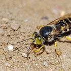 Weiterstadt: Theoretisch gute Bedingungen für Insekten am Schlimmer Graben 09