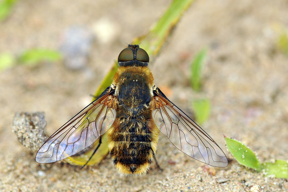 Weiterstadt: Theoretisch gute Bedingungen für Insekten am Schlimmer Graben 11