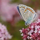 Weiterstadt: Theoretisch gute Bedingungen für Insekten am Schlimmer Graben 13