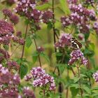 Weiterstadt: Theoretisch gute Bedingungen für Insekten am Schlimmer Graben 14