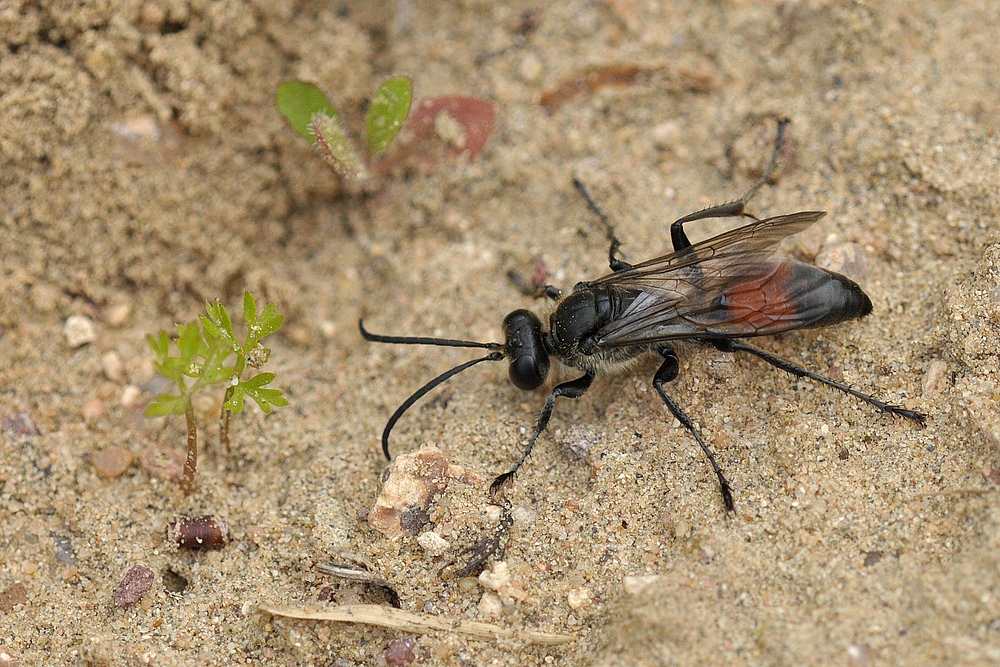 Weiterstadt: Theoretisch gute Bedingungen für Insekten am Schlimmer Graben 18