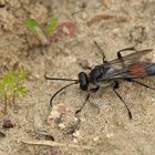 Weiterstadt: Theoretisch gute Bedingungen für Insekten am Schlimmer Graben 18