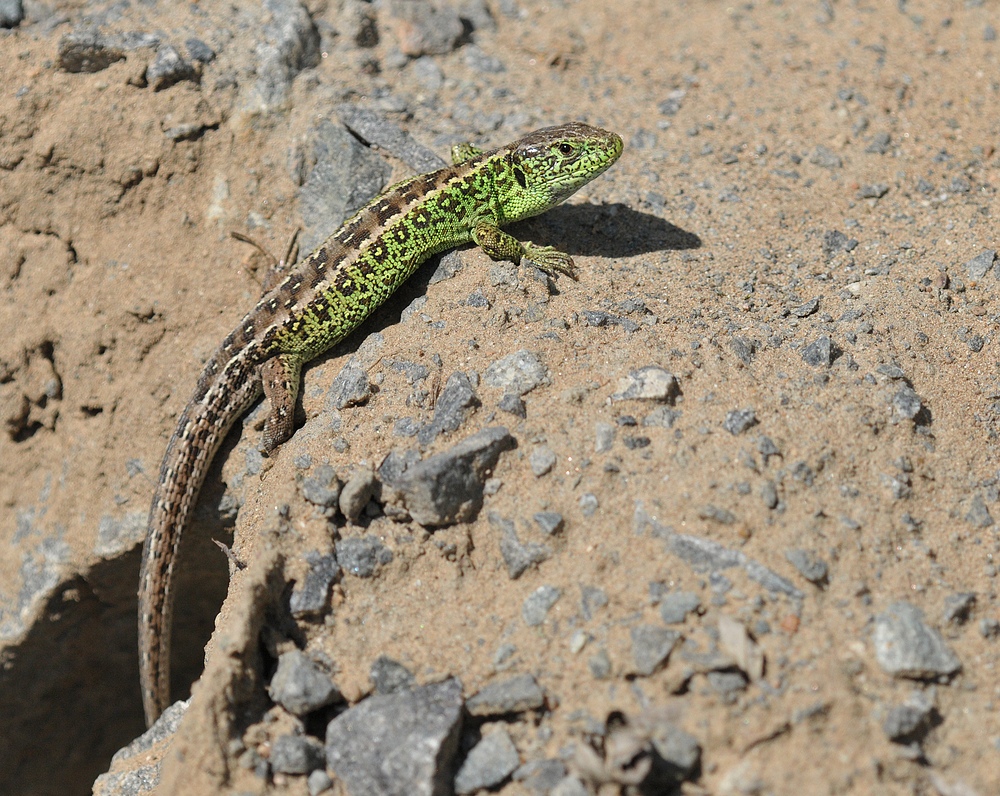 Weiterstadt: Theoretisch gute Bedingungen für Reptilien am Schlimmer Graben 24