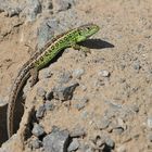 Weiterstadt: Theoretisch gute Bedingungen für Reptilien am Schlimmer Graben 24