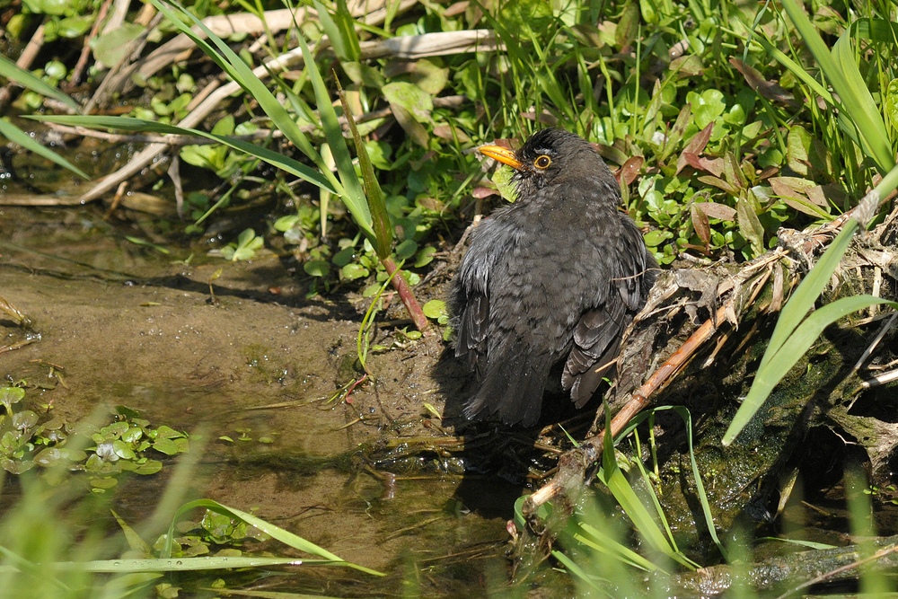 Weiterstadt: Theoretisch gute Bedingungen für Vögel am Schlimmer Graben 23